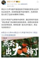 燕云十六声助农新活动：承包166棵柿子树送柿饼