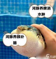 我的世界河豚作用及获取方法全解析
