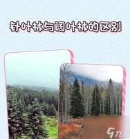 我的世界针叶林生存攻略及资源获取技巧