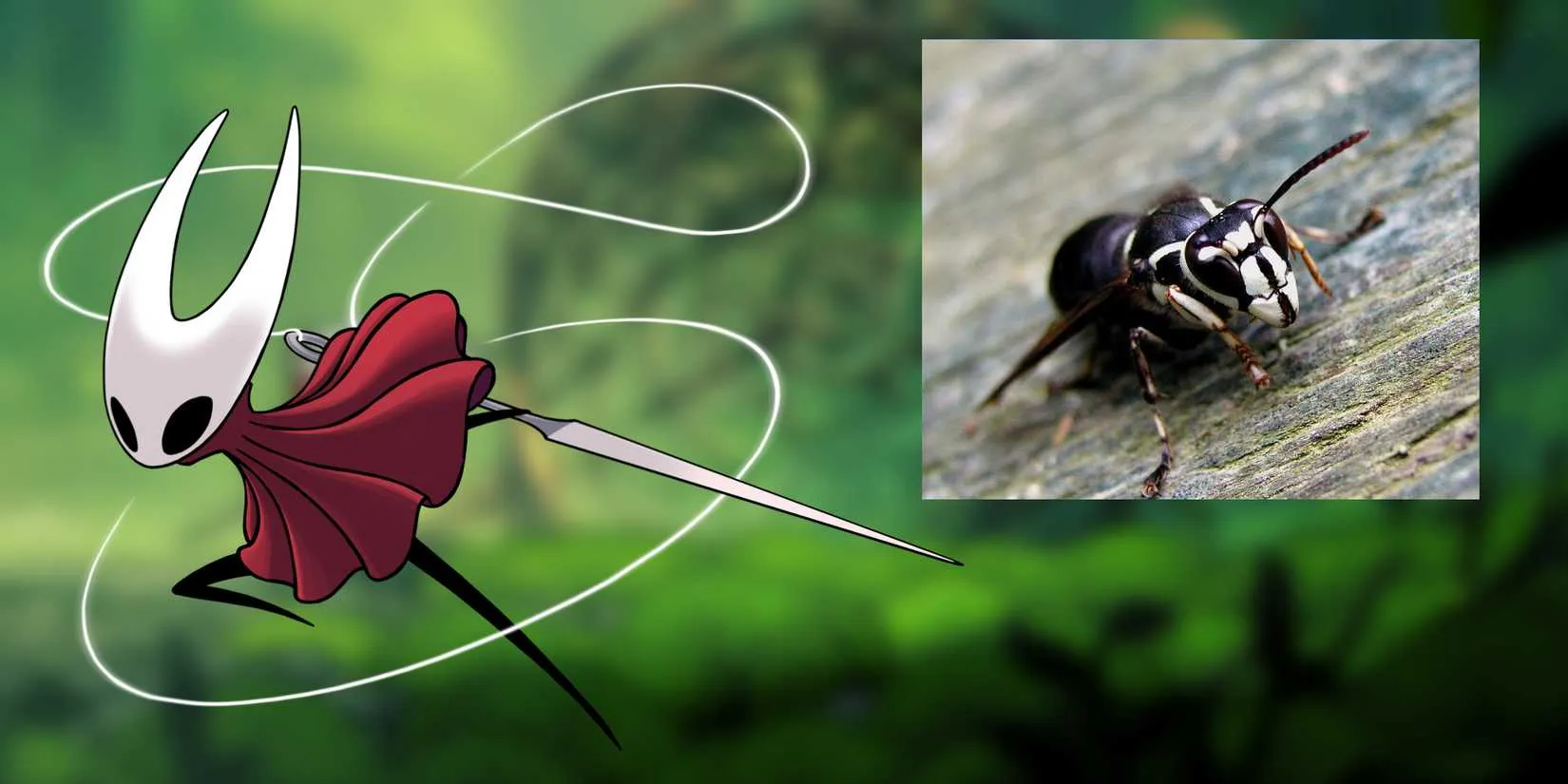 Hornet and a bald-faced hornet comparison