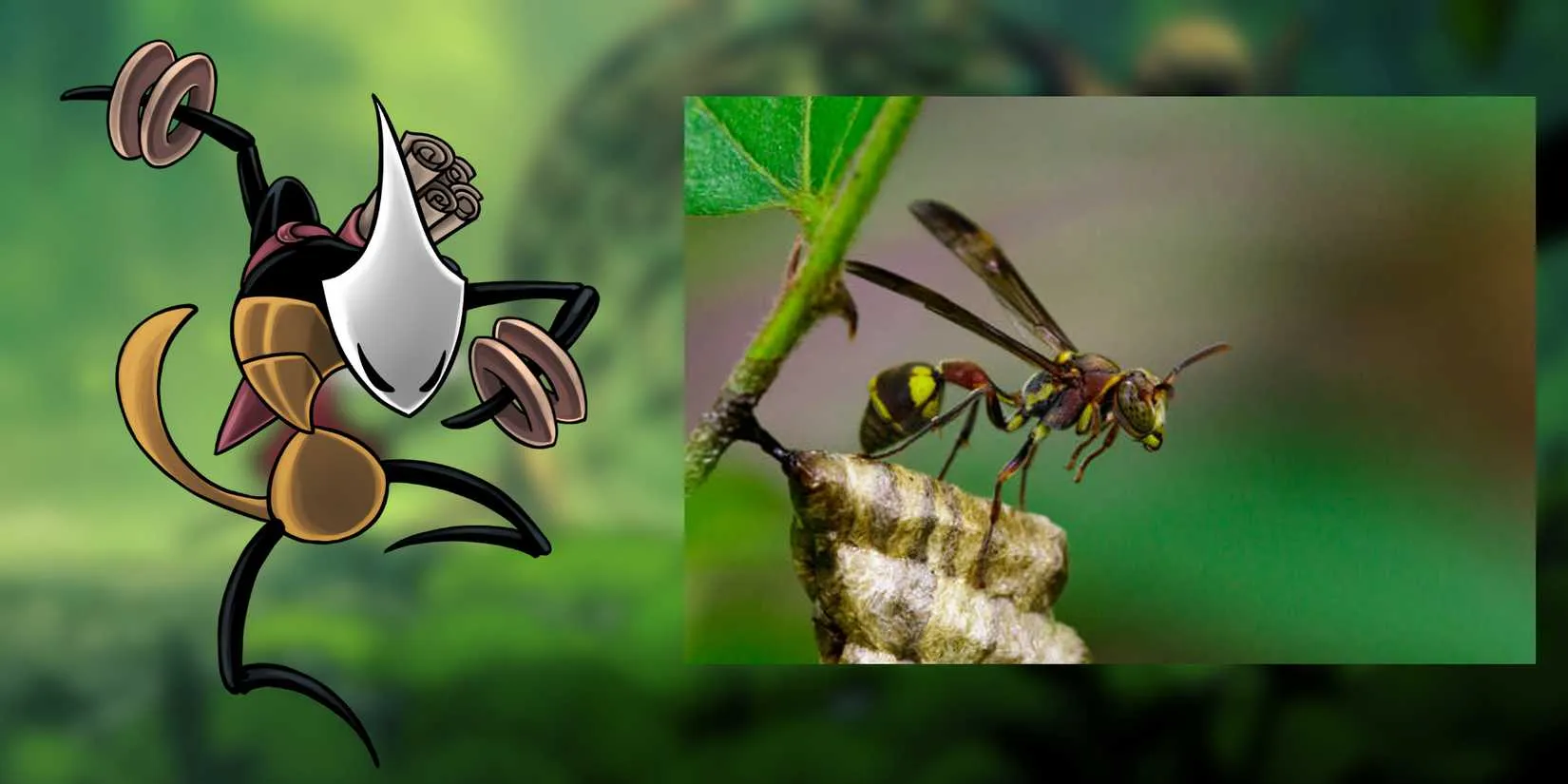 Shakra and a paper wasp comparison