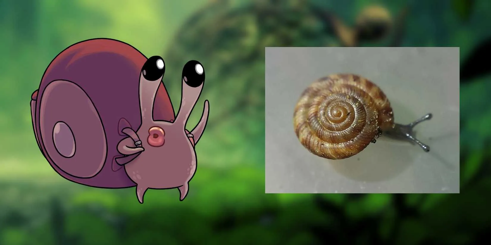 Nuu and rotund disc snail comparison