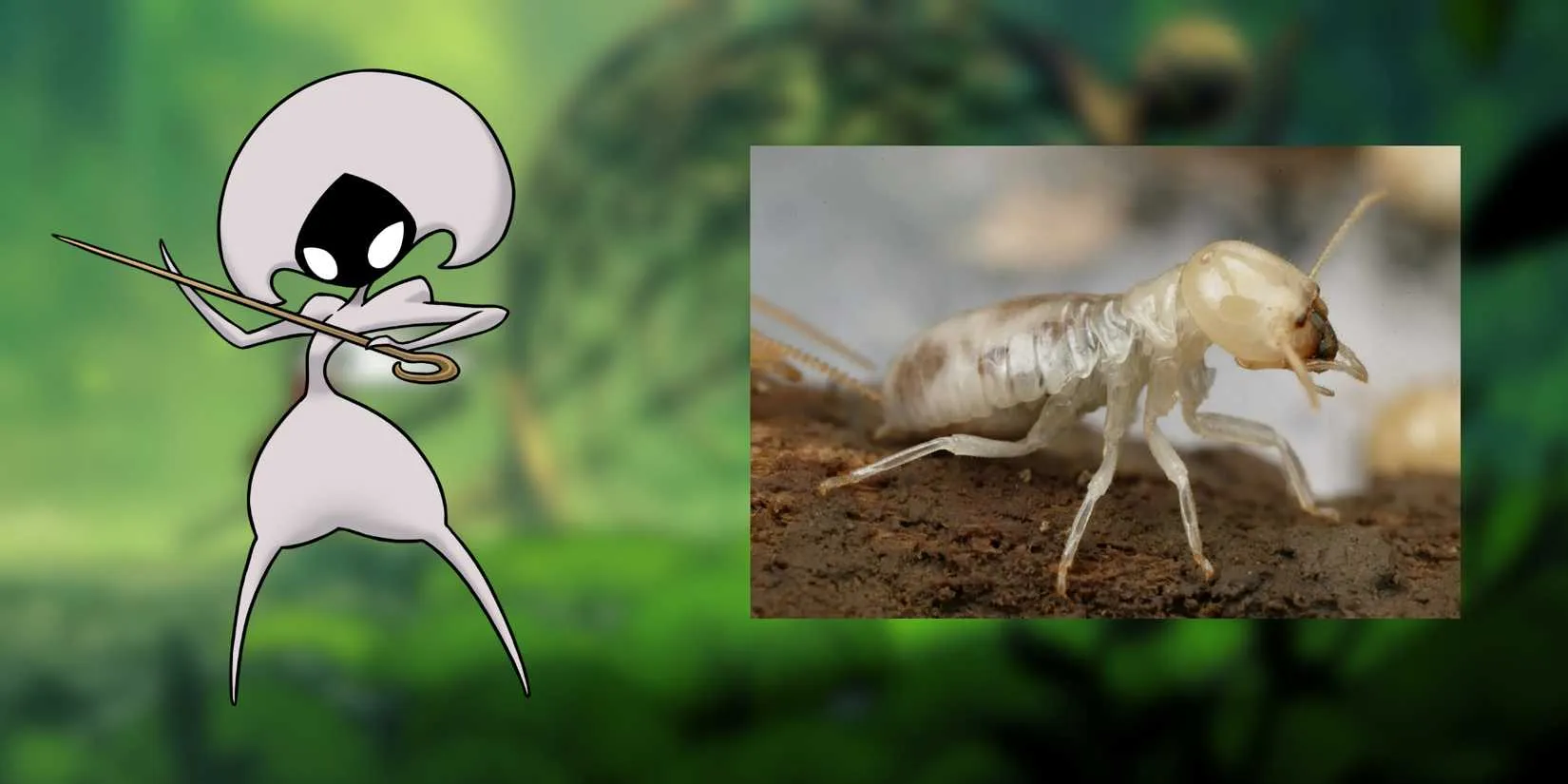 Lace and termite comparison