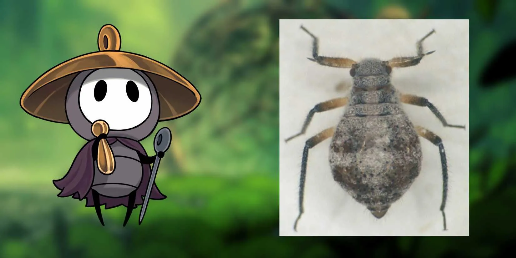 Sherma and aphid comparison